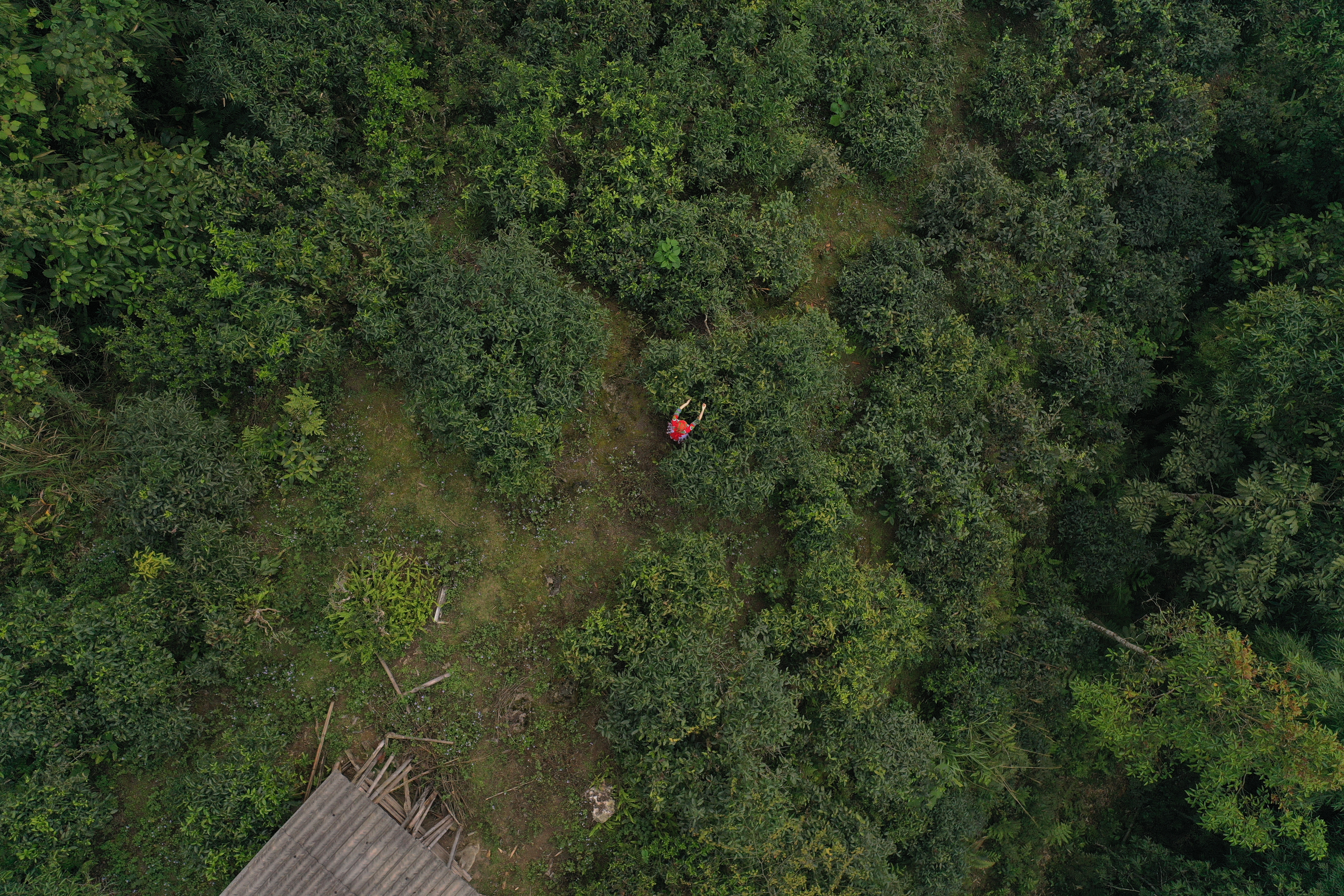 Echoes of Life — Tea from Vietnam