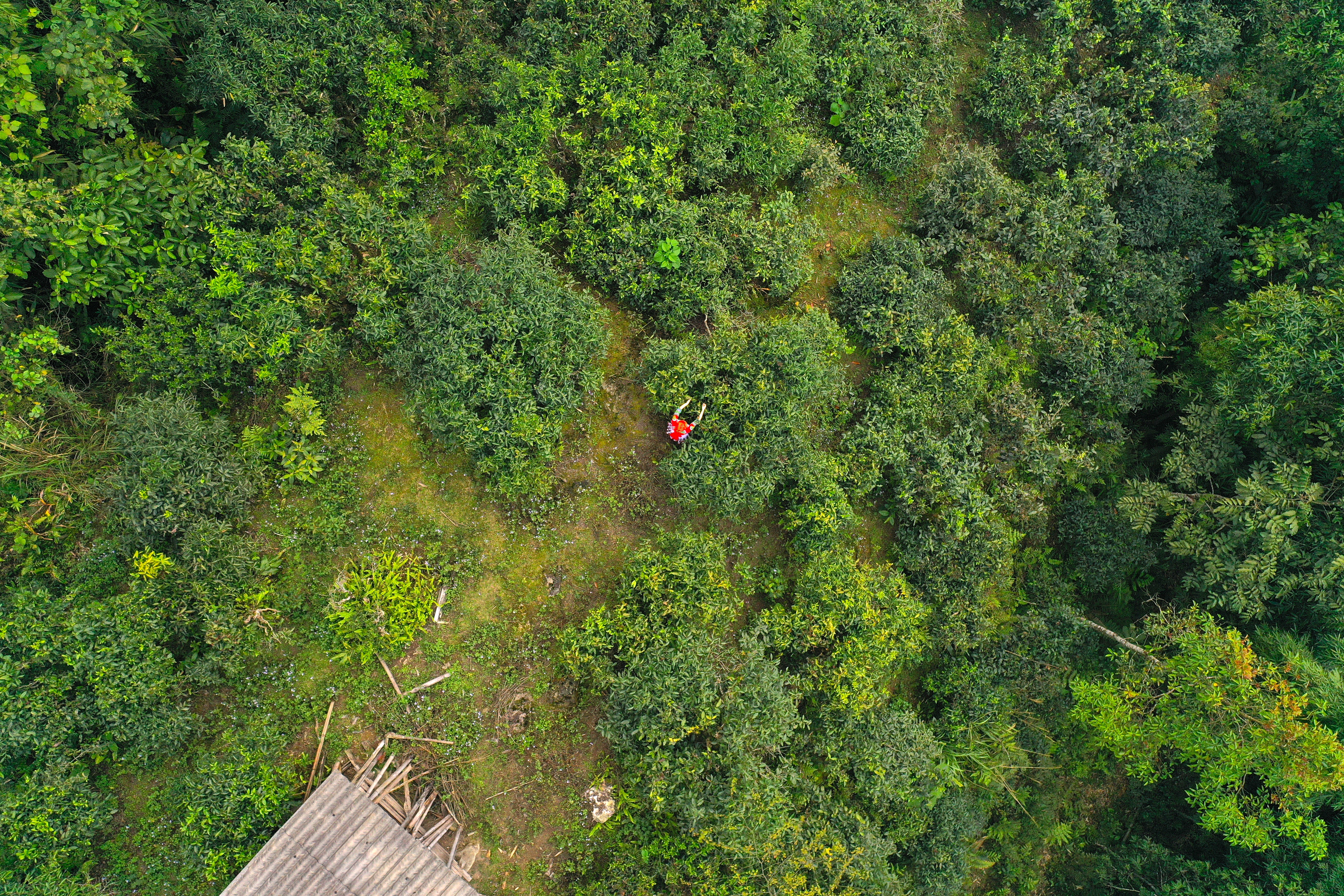 Echoes of Life — Tea from Vietnam